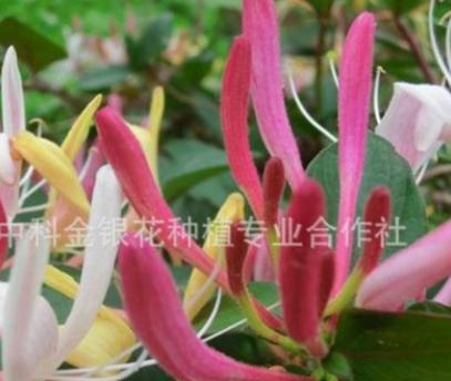 觀賞性紅色五彩金銀花 五彩紅色金銀花培育 綠化樹形四季金銀花