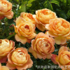 批發(fā)歐月藤本月季花 夏洛特夫人 攀援植物 月季花苗 爬藤植物