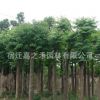 基地批發欒樹苗工程綠化 胸徑1-10公分欒樹園林綠化樹苗量大優惠