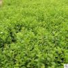 批發基地供應水蠟小苗 工程綠化苗木 規格齊全 量大優惠