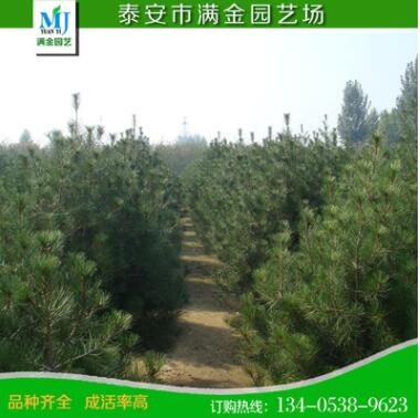 山東白皮松基地出產(chǎn)大型白皮松 優(yōu)質(zhì)綠化白皮松0.8-1米量大價低