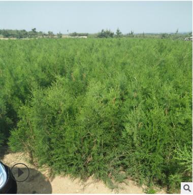 側(cè)柏小苗基地?zé)豳u直銷抗寒抗凍側(cè)柏小苗易管理低價(jià)批發(fā)側(cè)柏小苗