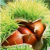 板栗苗沭顏一號 栗子苗 果樹苗栗樹苗大紅袍板板栗 規格品種齊全