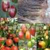 批發國光大棗苗 直銷棗樹苗 紅棗樹苗 嫁接果樹苗 掛果多 苗圃苗