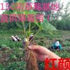 150畝草莓基地直供 優質草莓苗 紅顏 家庭盆栽地栽苗