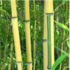 金鑲玉竹 竹子苗庭院綠化