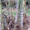 批發 羅漢竹 竹子苗 庭院綠化 觀賞 園林工程量大從優