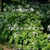 批發出售玉簪花苗 花葉玉簪 青葉玉簪 苗綠化工程玉簪苗量大優惠