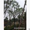 福建藍(lán)花楹 漳州藍(lán)花楹 福建全冠藍(lán)花楹批發(fā)供應(yīng)
