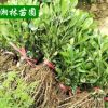批苗圃直銷海棠小苗 根系發(fā)達 苗圃直銷海桐小苗