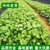 批發(fā)工程用苗 八角金盤杯苗綠化苗木 優(yōu)質(zhì)八角金盤小苗 園林