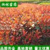 供應(yīng)園林綠化紅葉石楠 紅葉石楠苗 紅葉石楠樹苗 工程苗