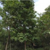 優(yōu)質(zhì)特價玉蘭地苗產(chǎn)地直銷