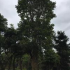 大小規(guī)格重陽木基地
