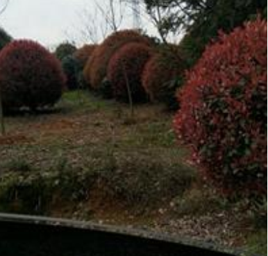 安徽供應紅葉石楠球規格齊全
