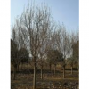 南陽(yáng)白玉蘭