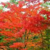 美國紅楓