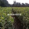 精品 金邊黃楊工程色塊苗 H50 P20