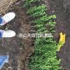 精品 瓜子黃楊工程色塊 H40 P20