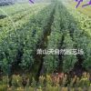大葉黃楊小毛球 H50-60 P25-30