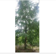 QQ截圖20190719172622