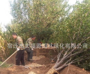 基地直供海棠 綠化苗 八棱海棠 規(guī)格齊全 北美海棠