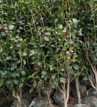 供應各種工程綠化 大量批發(fā)優(yōu)質耐冬樹 耐冬苗 茶苗 山茶苗1-10