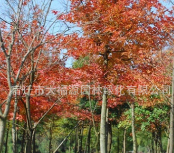 供應各種工程苗楓香苗 優(yōu)質 楓香2-30公分規(guī)格齊全