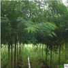合歡樹苗合歡小苗絨花樹苗芙蓉花樹苗庭院盆栽合歡樹苗綠化工程苗