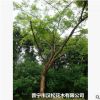 低價(jià)供應(yīng)綠化苗木印度紫檀花木農(nóng)戶(hù)自家花場(chǎng)直銷(xiāo)寵物及園藝園林