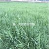 花葉蘆竹 H80-100 P30