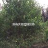 叢生花石榴 H100-350 P100-350