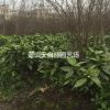 桃葉珊瑚毛球
