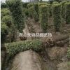 精品金邊黃楊 柱子 金邊黃楊球 金邊黃楊籬笆苗