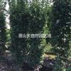 大葉黃楊籬笆苗H100-200