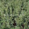 小丑火棘 H20-30 蕭山苗木
