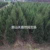 蜀檜 H30-200 蕭山苗木