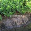 杜鵑 毛娟蕭山苗木