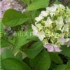 八仙花 H30-40 蕭山苗木