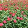 豐花月季 H30-40 蕭山苗木