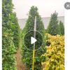 低價供應綠化苗木火山榕花木農戶自家花場直銷寵物及園藝園林