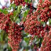 全國(guó)熱賣花椒苗 優(yōu)質(zhì)大紅袍花椒苗 保證成活率九葉青花椒苗 價(jià)低