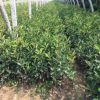 紅葉石楠苗批發(fā) 40-80厘米精品石楠杯苗 易成活 現(xiàn)挖現(xiàn)賣