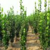 供應 北海道黃楊 高度50-100公分 植株健壯 成活率高 易管理