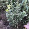 金邊黃楊 H30-50 蕭山綠化