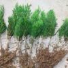 嫁接龍柏 H15-20 蕭山綠化