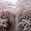櫻花