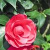 茶花