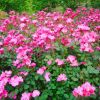 豐花月季