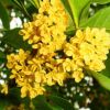 桂花